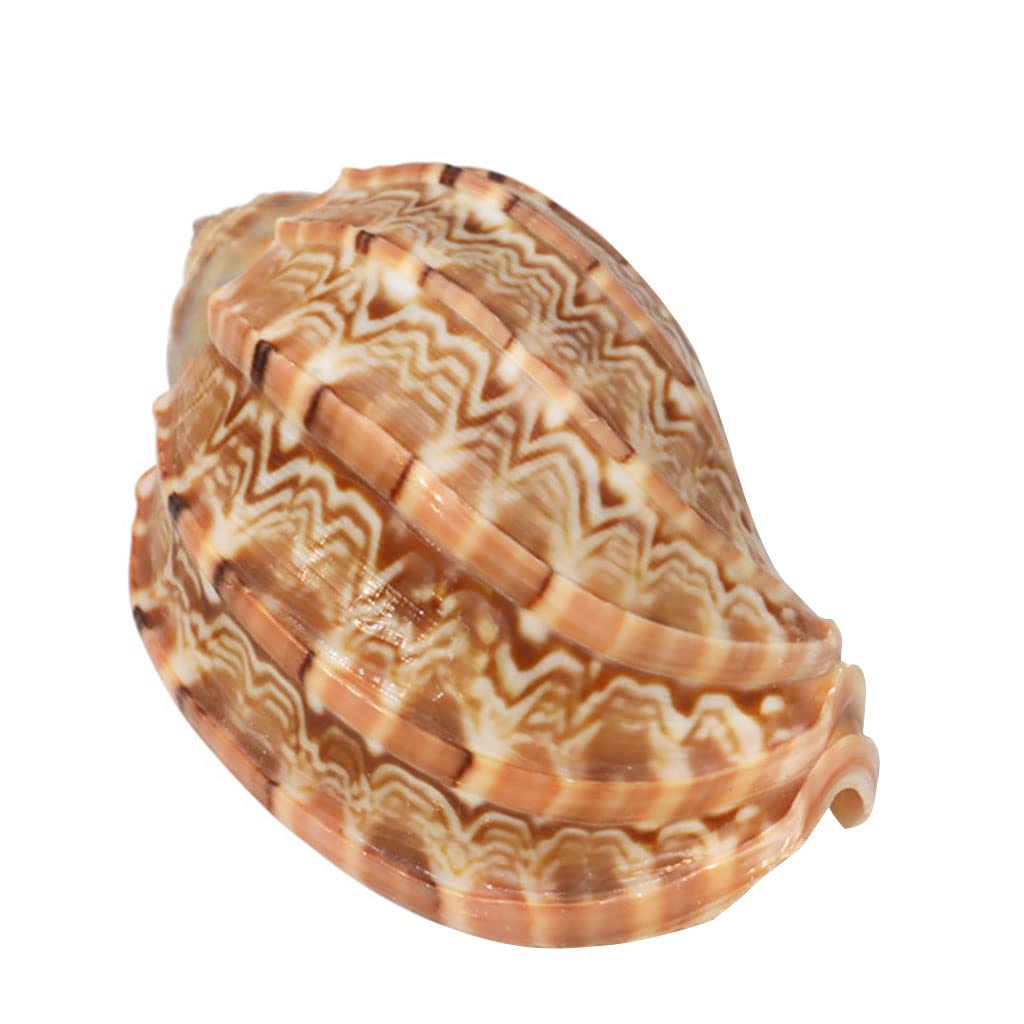Hsioluted Natural for Shell Sea Shells Harp Conch 2.8" 3.9" Large Seashells for Aquarium/Home Decor Gift to for Shell Coll Large Shells for Decoration