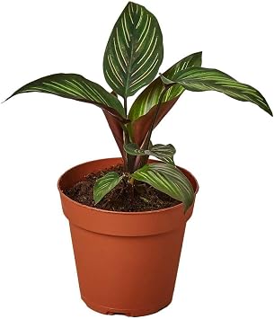Thirsty Leaves Calathea Beauty Star Plant