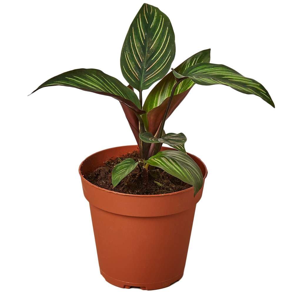 dracaena steudneri carousel Dracaena, 6in, Steudneri, Sunrise – Floral Acres Greenhouse & Garden Centre main image 1
