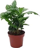 GASMIS - Coffea arabica - Kaffeepflanze - Zimmerpflanzen - Grüne Pflanze -echte Pflanze- Topf 12cm...