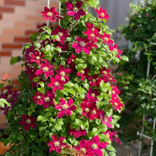 bulbos resistentes de clemátide - camas elevadas jardín decorativos temprana silvestres invernaderos balcón 2pcs