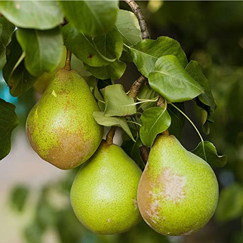 Qauzuy Garden 25 European Pear Tree Seeds, Pyrus Communis - Heirloom Organic Fruit Seeds - Delicious Sweet Juicy Fruit For Planting Garden Outdoor #TOP6