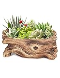 Dahlia Driftwood Stump Log Concrete Planter/Succulent Pot/Plant Pot, 7.4L x 3.9W
