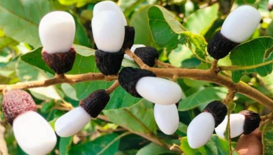 white bhilawa,Semecarpus tree Rare live plant-image-41