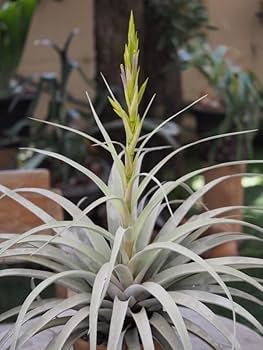 Amazon.co.jp: Tillandsia ' Silver Torch ' ④ チランジア