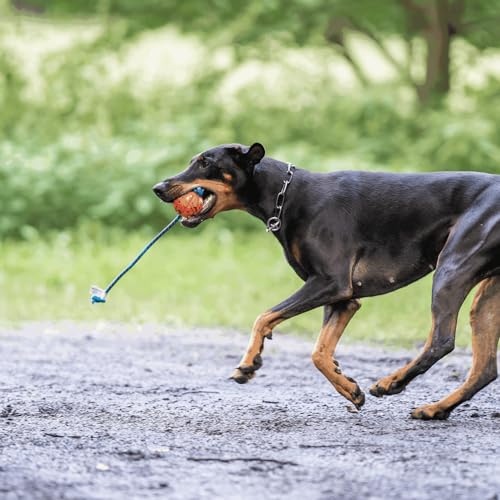 Sprenger Spielball am Seil - Ball, Wasserspaß, Apportierspielzeug für Hunde, orange - Ø 7 cm