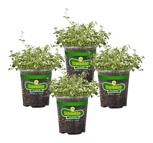 Bonnie Plants English Thyme 19.3 oz. 4-pack