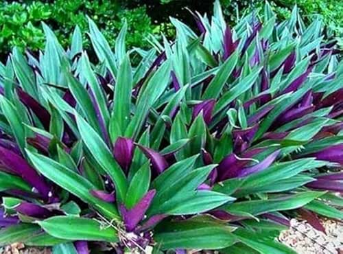 TWO Outdoor Live Plants- Oyster Plant Purple & Green -