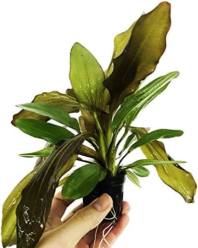 amazon aquarium plants
