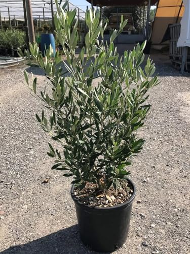 Olivenbaum Olea Europea, Winterharter Immergrüner Strauch, 80-100 cm Höhe, Mediterraner Gartenpflanze
