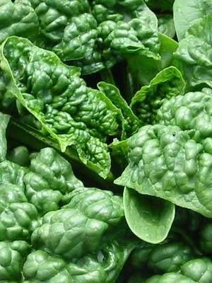 Spinach Bloomsdale Great Heirloom Vegetable by Seed Kingdom Bulk 5 Lb Seeds