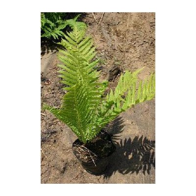 クサソテツ 4号ポット クサソテツ 4号ポット