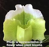 Orchid Insanity – Lady Slipper Orchid, Complex Hybrid Green Flower Variety Paphiopedilum Long-Lasting Blooms, Hardy, Easy to Grow paph (NOT in Bloom When Shipped)