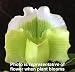 Orchid Insanity – Lady Slipper Orchid, Complex Hybrid Green Flower variety Paphiopedilum long-lasting blooms, hardy, easy to grow paph (NOT IN BLOOM WHEN SHIPPED)