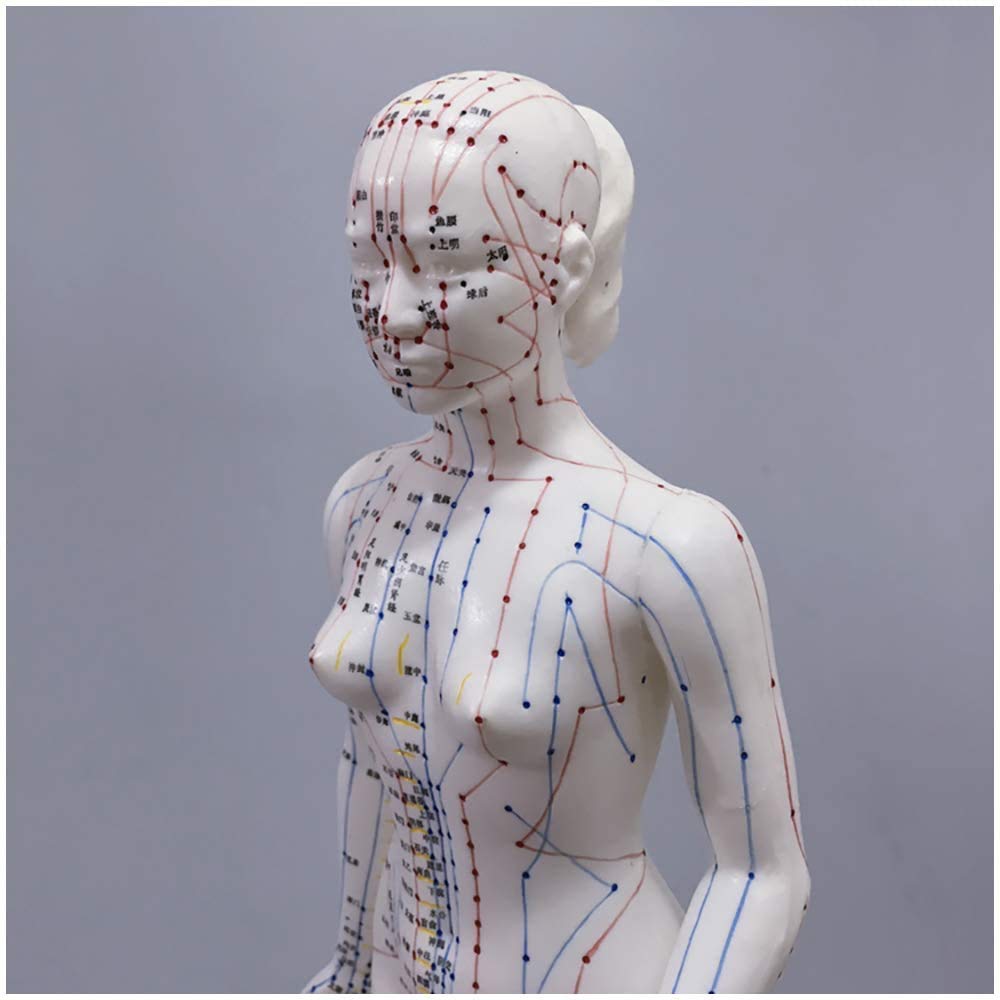 Modelo de acupuntura - Modelo de acupuntura de Cuerpo Humano Femenino con Puntos Meridian - 48 cm Modelo de Personas por Meridian Acupoint - para Meridian Massage Lessons