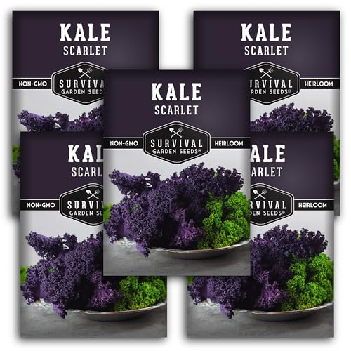 Scarlet Kale Seeds for Planting – Heirloom Purple Kale – Cold Hardy for Fall & Spring Vegetable Gardens – Crimson-Red Curly Leaves, Edible Garden Greens – Survival Garden Seeds (5 Packs)