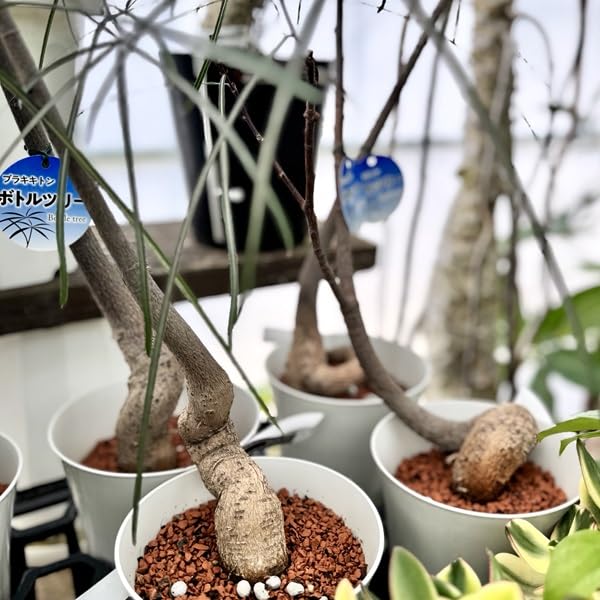Amazon｜おしゃれ 観葉植物：ブラキキトン ボトルツリー*プラポット 5