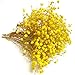 QZKJQDD Trockenblumen, Schleierkraut Getrocknet, Trockenblumen Zum Basteln, Getrocknete Blumen, Trockenblumen Deko, Geeignet für Geschenkbox, Scrapbooks, Duftkerzen Handgefertigt (Gelb—5 Stöcke)