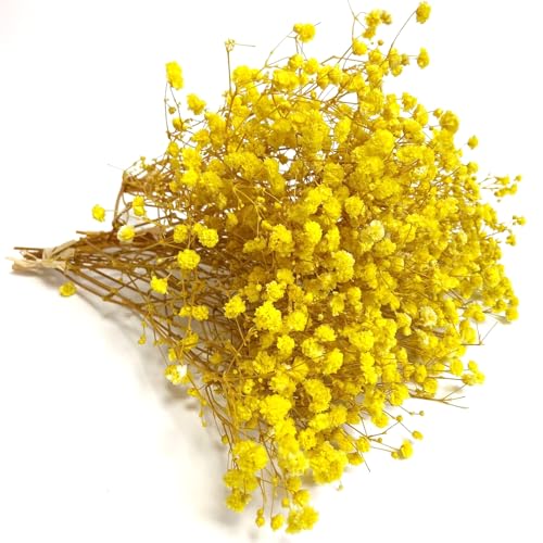 QZKJQDD Trockenblumen, Schleierkraut Getrocknet, Trockenblumen Zum Basteln, Getrocknete Blumen, Trockenblumen Deko, Geeignet für Geschenkbox, Scrapbooks, Duftkerzen Handgefertigt (Gelb—5 Stöcke)