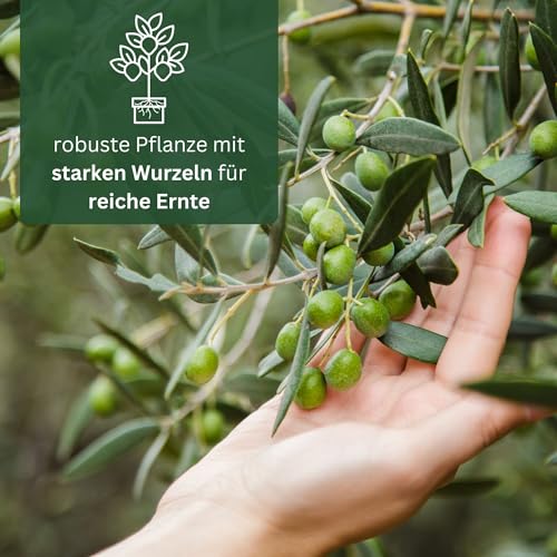 Olivenbaum Meine Orangerie Mezzo – Olea Europaea – Echter Olivenbaum