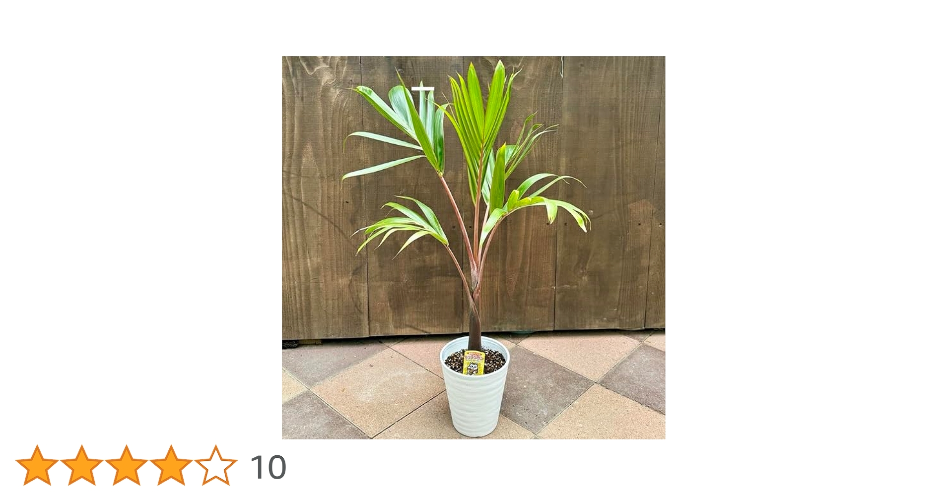トックリヤシ。超希少。観葉植物。鉢ごと無料で発送致します。 トックリヤシ。観葉植物。鉢ごと無料で発送致します。
