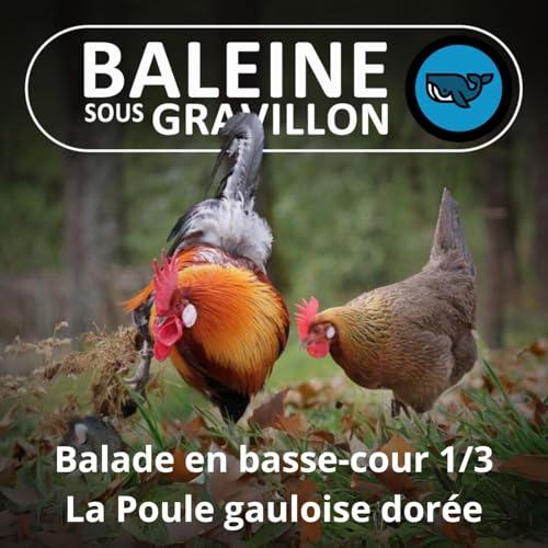 S07E79 Balade en basse-cour 1/3 : Nos anc&ecirc;tres les (poules) Gauloises (R&eacute;mi Dupouy)