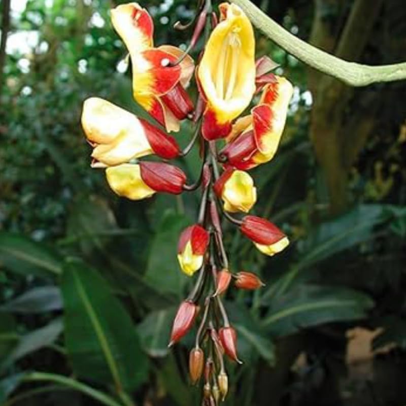 Thunbergia mysorensis clock vine creeper,Basor lata,Climbers Vines,Scarlet Clock Vine,Chonga lota,Thunbergia coccinea, Lady’s Slipper Vine Pack of 1 Healthy Live flowering Plant