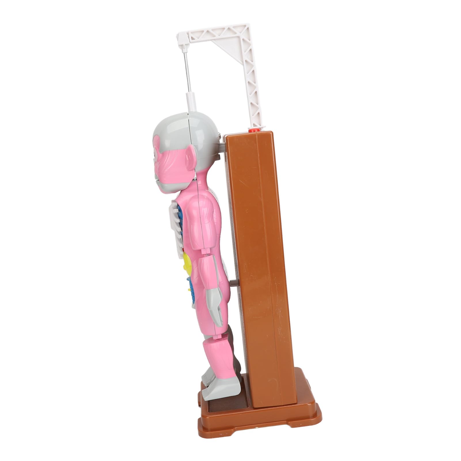 Juego Educativo de Juguete de Anatomía del Cuerpo Humano