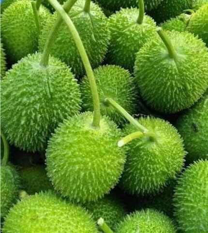 Kantola Seeds Desi Beej Kankoda Hybrid Kakadi Seeds for Pot and Planter Use Pack of 10-image-43