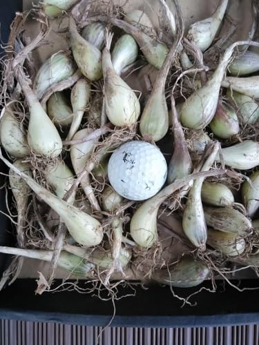 エシャレットの種球!10月頃に植えられる種や球根のおすすめは?