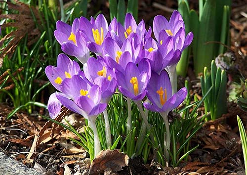 Floriculture Greens Winter Bulbs IMP. Crocus/Saffron A Grade Hybrid Quality Pot & Land Growing Bulbs (Pack Of 1 Etruscus Zwanenburg) (B09B5K98JC) Amazon Price History, Amazon Price Tracker