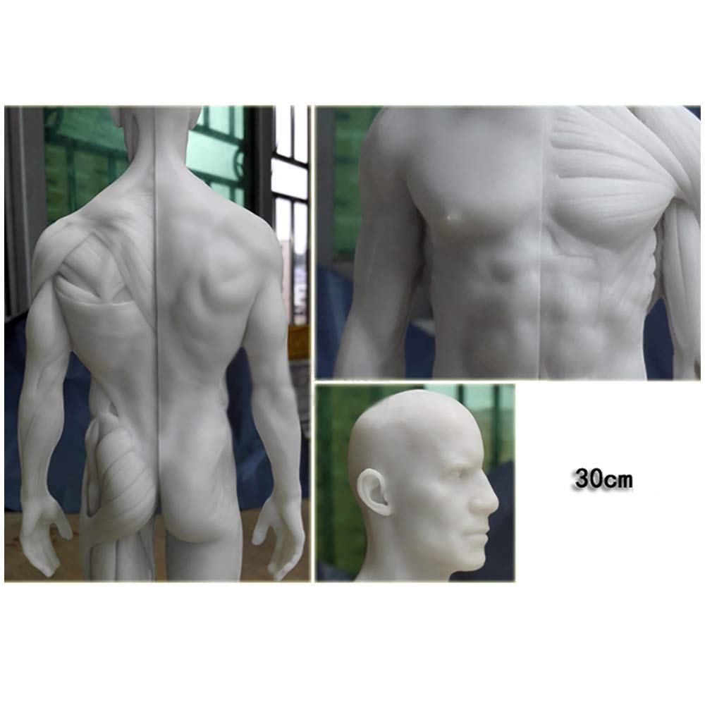 Figure d'anatomie Humaine - Modèle d'os Musculaire Anatomique Humain - Matériau en résine Modèle d'anatomie musculo-squelettique féminine et Masculine pour l'étude de Dessin d'artiste