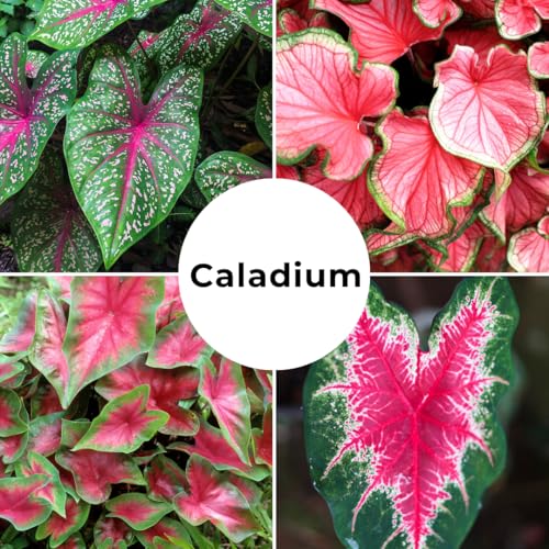 6 Pinky Swear Caladium Bulbs for Planting - Perennial Hosta, Elephant Ears, Fancy (6 Bulbs) by CZ Grain - Image 5