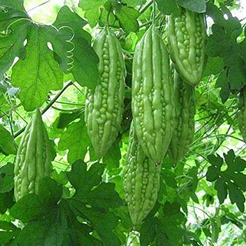 Arlo Vegetable Seeds F1 Hybrid Bitter Gourd " Priyanka " Kerala Variety Vegetable Seeds 20 seeds Pack (B07G299P9T) Amazon Price History, Amazon Price Tracker