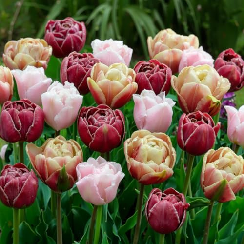 Dutch Bulbs Tulpen Zwiebeln Doppelte Blüte Mischung - 25 Blumenzwiebeln - Tulpenzwiebeln winterhart mehrjährig - Niederländische Qualität - Für Garten, Töpfe und Balkon