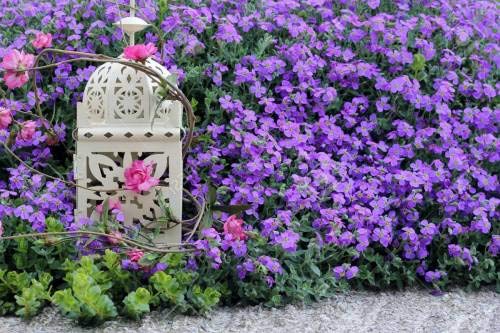 Pinkdose Aubrieta