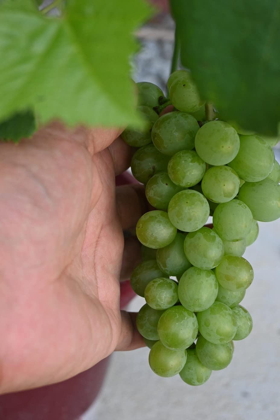 Amazon｜ぶどうタノレッド 葡萄鉢植えブドウ1鉢家庭果樹栽培用