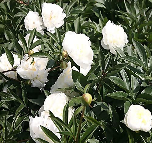 Miniatura 5 de MySeeds.Co - BIG PACK Seeds MySeeds.Co - Paquete grande de semillas de jardín de frutas de flores de supervivencia, exóticas, raras, sin OMG y