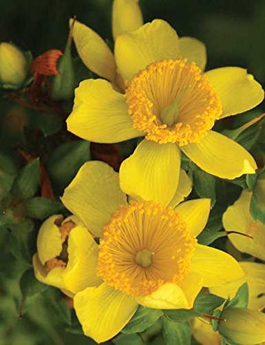 Sunny Boulevard™ St. John's-Wort - 4' Pot - Hypericum - Proven Winners