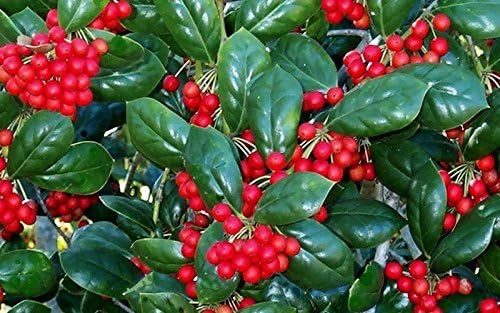 Miniatura 4 de Burfordi Holly  10 plantas vivas  Ilex Cornuta  Arbustos de hoja perenne de rápido crecimiento, plantas de cobertura de privacidad, follaje verde