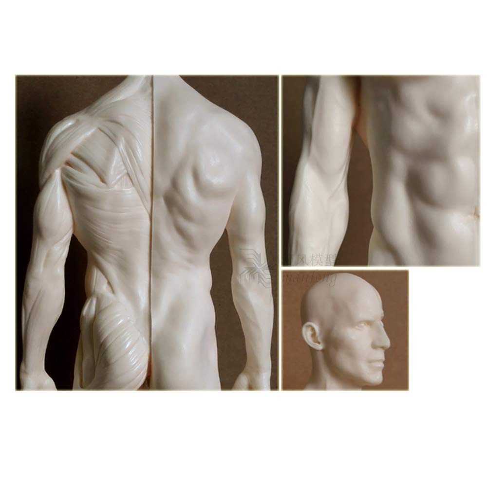 Figure d'anatomie féminine et Masculine de 11 Pouces - Modèle d'os Musculaire Anatomique Humain en matériau PU - Modèle d'anatomie musculo-squelettique Humaine - pour étude de Dessin d'artis