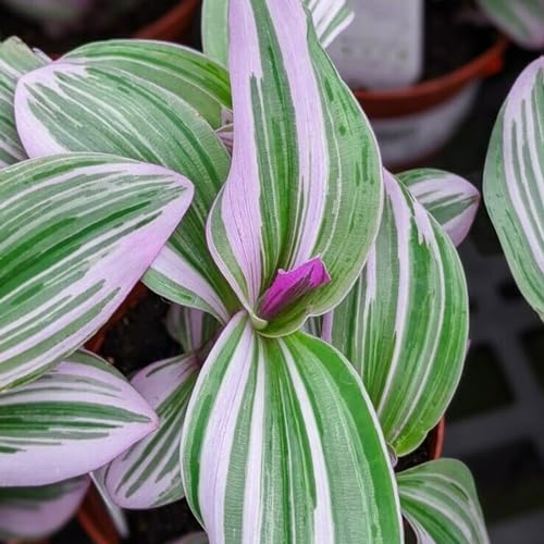 Carbeth Plants - Tradescantia Nanouk - Fantasy Venice Indoor Plant in 5.5cm Pot - Colourful and Low Maintenance