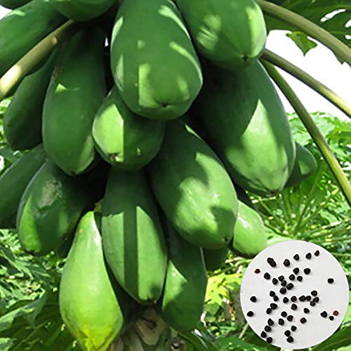 P12cheng Semillas de Papaya Semillas de Papaya 100pcs/Bag Rare Non-GMO Pequeñas Semillas de Papaya Amarillas para Jardín - Papaya Seeds Cover