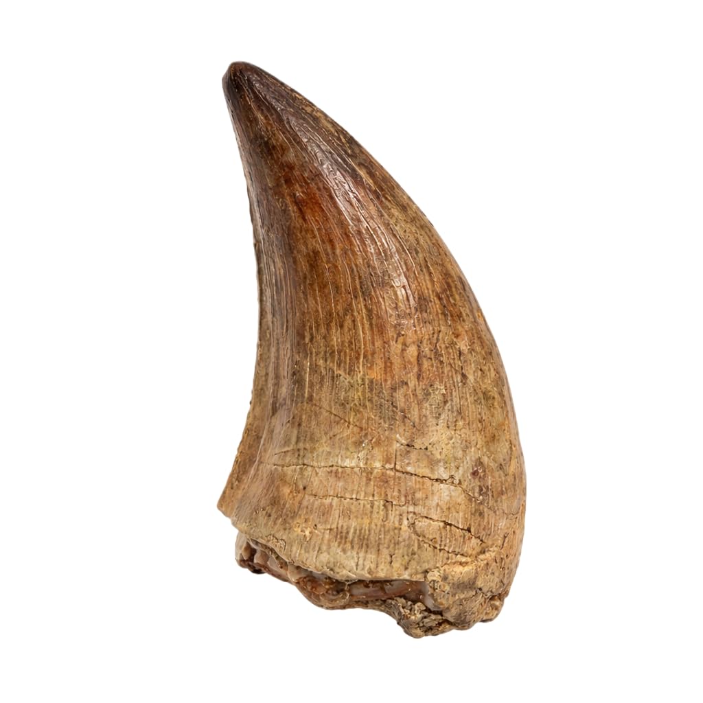 Mosasaurus Tooth | Dino Fossil | 100% Natural Origin | Brown-Grey | Collectible | Minerals | Dinosaur Fossil | firstonthesun®, 1 Zahn [1,5cm-2,5cm], Paper, Fossil