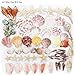 Sea Shells Mixed Beach Seashells 9 Kinds 1.2