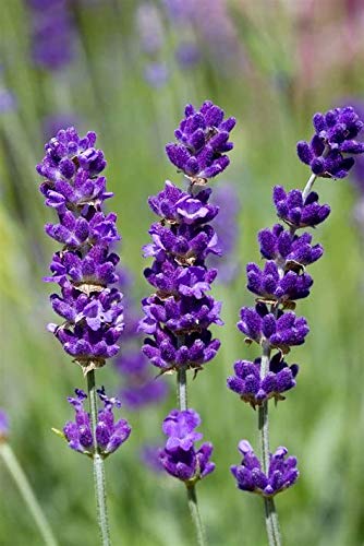 Lavender Provance Lavandula Seeds For Planting Herb Garden About 100 Seeds #TOP5