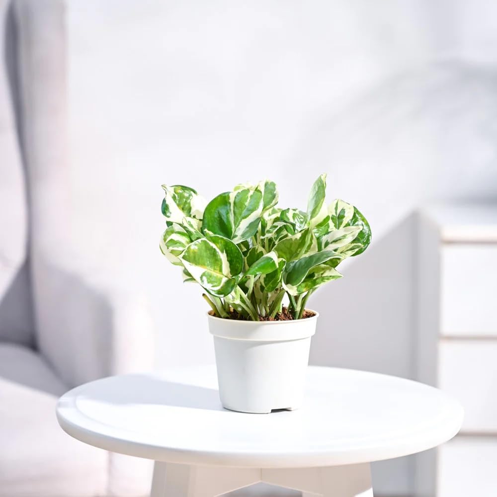 Plantoos Good Luck Money Plant N Joy Live Plant with Pot (B0BF4VWQJW) Amazon Price History, Amazon Price Tracker