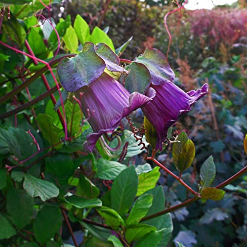 Outsidepride Violet Cobea Cup and Saucer Vine Seeds - 100 Pcs Perennial Climbing Vine Flower Seeds with Lush Foliage & Large Flowers That Attract Pollinators, for Fences, Trellises, or Walls