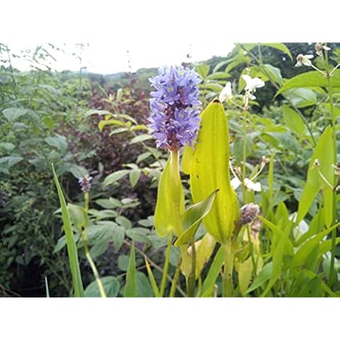 Planta Acuática Pontederia Cordata para Estanque de hasta 30cm de Profundidad Cover