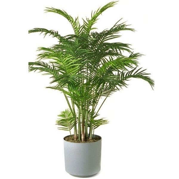 Seedtrees Areca Palm Natural Live Indoor Plant (B0CGX549LV) Amazon Price History, Amazon Price Tracker